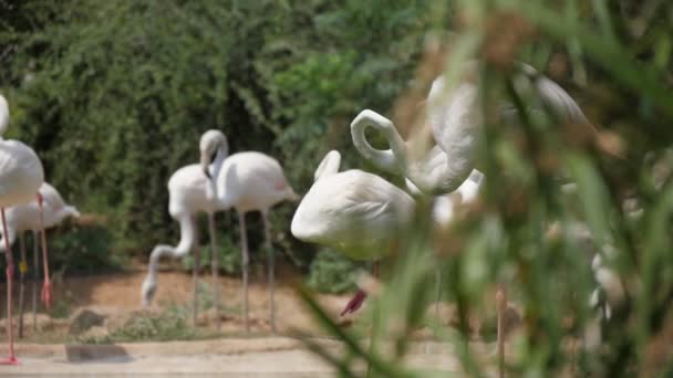 Flamants blancs nettoyant la plume et cherchant de la nourriture dans un petit étang en été Vue magnifique d'un troupeau de flamants blancs avec de longs cous nettoyant leurs ailes et cherchant du poisson dans une petite piscine par une journée ensoleillée en été au ralenti .