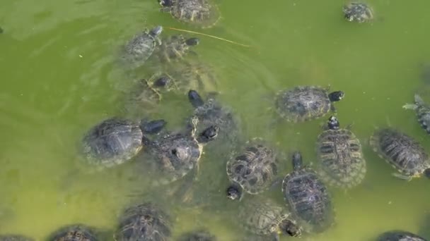 夏には緑の水のあるプールで数多くの爬虫類が泳いで食べ物を求めています夏の晴れた日には緑の水のある池で多くのカメが泳ぎ 食べ物を求めています 彼らは精力的で陽気に見える — ストック動画