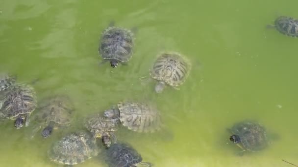 许多海龟在有绿水的游泳池里游泳 在夏天阳光明媚的一天 许多带着斑点壳的乌龟在池塘里游泳 在有绿水的池塘里觅食 他们看起来活泼开朗 — 图库视频影像
