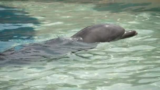 Delfín Alegre Nadando Bajo Agua Parque Acuático Día Soleado Verano — Vídeos de Stock