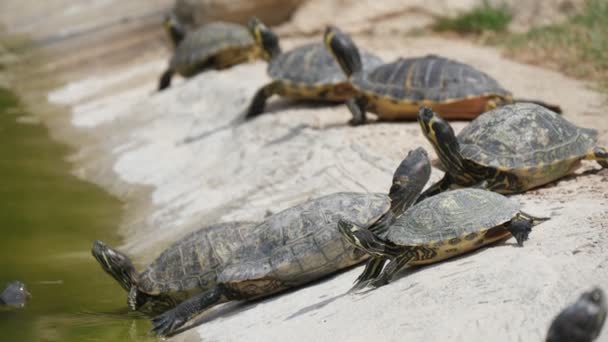 Several Ordinary Turtles Lying Stony Shore Small Lake Summer Impressive — Stock Video