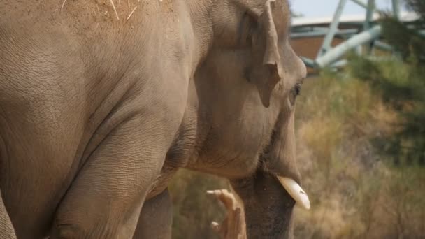 Υψηλός Ελέφαντας Πηγαίνει Στο Ζωολογικό Κήπο Του Μια Ηλιόλουστη Μέρα — Αρχείο Βίντεο