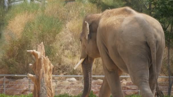 Величезний Слон Йде Територію Свого Зоопарку Сонячний День Влітку Шлю — стокове відео