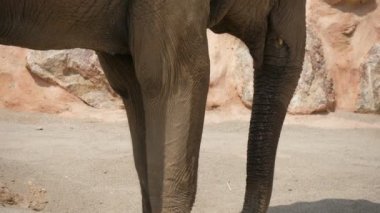 Hayvanat bahçesinde dev bir fil, yazın ayakta duruyor ve hortumunu sallıyor. Kocaman, güçlü bir filin güneşli bir yaz gününde açık bir alanda ayakta durup hortumunu sallayışını görkemli bir şekilde görüyor. İyimser, sağlıklı ve güzel görünüyor..