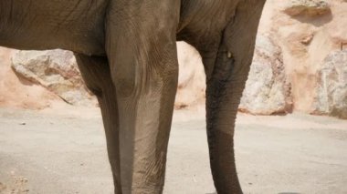 Hayvanat bahçesindeki dev bir fil, yaz aylarında ağır çekimde ayakta ve hortumunu sallayarak güneşli bir yaz gününde büyük güçlü bir filin ayakta durup hortumunu sallamasını seyrediyor. Neşeli, sağlıklı ve iyi görünüyor..