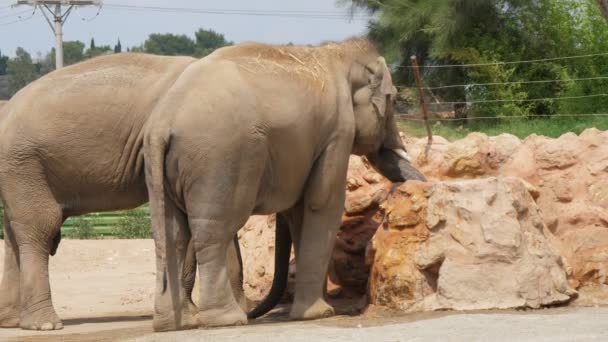 Dois Grandes Elefantes Água Potável Poço Pedregoso Zoológico Slo Vista — Vídeo de Stock