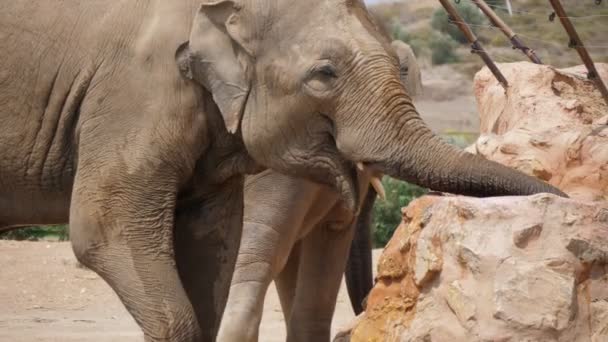 Nagy elefánt állt és ivóvíz köves jól a napsütéses napon slo-mo Izgalmas kilátás nyílik egy nagy elefánt közeledik, álló és ivott friss vizet egy köves kút egy állatkertben egy napsütéses napon nyáron lassított felvételen.