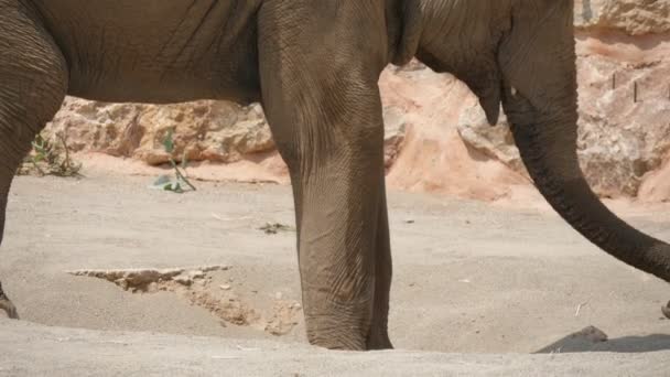 Grand éléphant dans un zoo, debout et flottant son tronc en été au ralenti Vue magnifique d'un énorme éléphant debout et agitant son long tronc dans un zoo par une journée ensoleillée en été. Il semble joyeux, actif et fort .