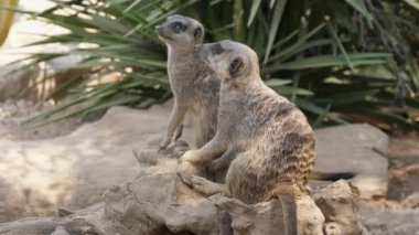 Yazın güneşli bir günde iki çizgili mirket bir taşın üzerinde oturuyor. Güneşli bir yaz gününde yeşil bir çalılıkta iki çizgili gri mirketin oturduğu komik manzara. Bir tanesi ayağa kalkıp bir şeye bakıyor..