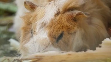 Güneşli bir yaz gününde, hayvanat bahçesinde yemek yiyen aktif renkli bir kobay. Güneşli bir yaz gününde, bir hayvanat bahçesinde kabarık beyaz ve turuncu kobayın etkin bir şekilde lahana yediği muhteşem bir yakın plan. Güzel, hoş ve neşeli görünüyor..