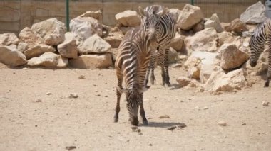 Yazın güneşli bir günde, hayvanat bahçesinin zemin düz bir yerinde tahıl yiyen üç zebra. Güneşli bir yaz gününde üç çizgili zebranın yere saçılmış tahıl yediğini görmek etkileyici. Neşeli, eğlenceli ve güzel görünüyor..