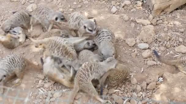 Des Douzaines Suricates Jouant Couchant Les Uns Avec Les Autres — Video