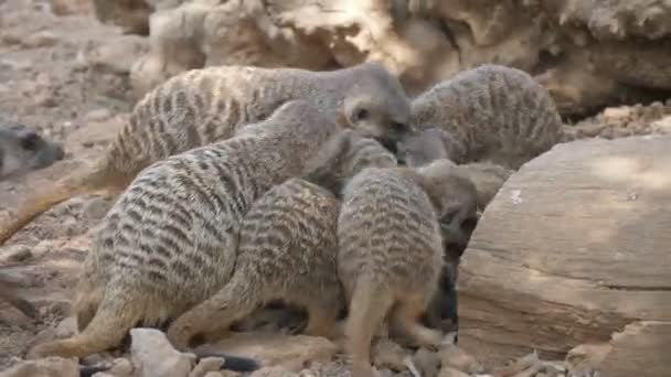 Veel Stokstaartjes Spelen Worstelen Met Elkaar Hun Lodge Zomer Spannend — Stockvideo