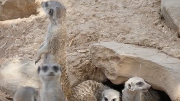 Grupo Suricatas Pie Agujero Debajo Una Piedra Día Soleado Verano — Vídeo de stock