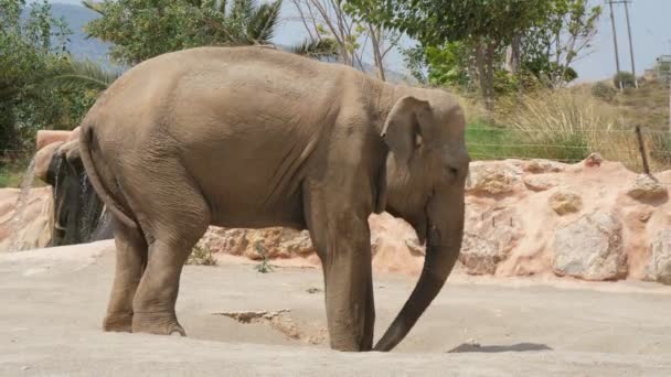 動物園の大きな象は 夏にゆっくりと立ち 幹を振っています 夏の晴れた日には 大きな象が立って 幹を広々としたトランクに振っている様子が印象的です 陽気で面白いしいい — ストック動画