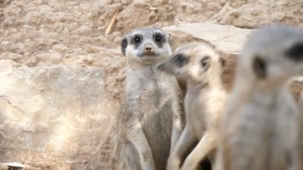 Många Meerkats Står Vid Sin Loge Sten Solig Dag Sommaren — Stockvideo