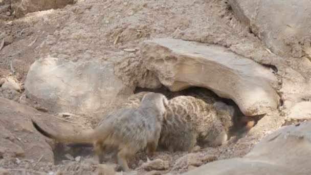 Muitos Meerkats Que Funcionam Seu Alojamento Sob Uma Pedra Dia — Vídeo de Stock