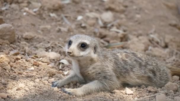 Μια Νεαρή Ριγέ Meerkat Βρίσκεται Πετρώδες Έδαφος Μια Ηλιόλουστη Μέρα — Αρχείο Βίντεο