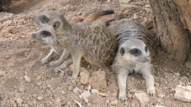 Três Meerkats Listrados Estão Sentados Pedras Uma Árvore Dia Ensolarado — Vídeo de Stock