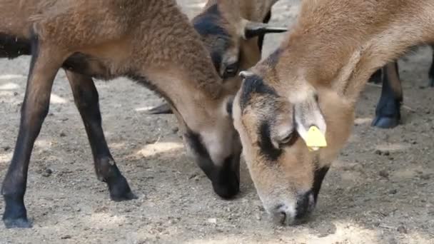 Grupo Cabras Comiendo Grano Suelo Gris Día Soleado Verano Alegre — Vídeos de Stock