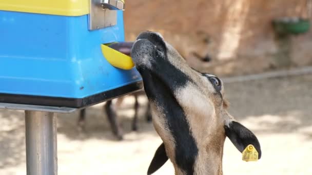 Divertente Capra Mangia Cibo Una Mangiatoia Uno Zoo Una Giornata — Video Stock