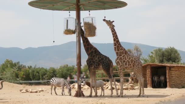 Twee Giraffen Grazen Onder Een Parasol Met Daaronder Een Voederstrorek — Stockvideo