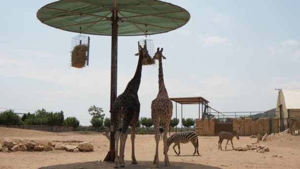 Two Giraffes Standing Sunshade Feeding Hay Trough Funny View Two — Stock Video