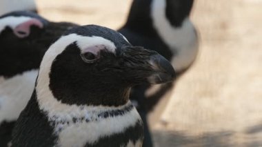 Aktif siyah ve beyaz penguenler yaz aylarında güneşli bir günde yukarı bakıp balık bekleyen siyah ve beyaz penguenlerin neşeli manzaralarını seyrediyor, hareket ediyor ve yiyecek arıyorlar. Enerjik, hayat dolu ve hoş görünüyorlar..