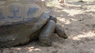 Güneşli bir yaz gününde hayvanat bahçesinde sürünen ve yiyecek arayan dev bir kaplumbağa. Güneşli bir yaz gününde dev kahverengi bir kaplumbağanın yemek araması ve hayvanat bahçesinde aktif olarak dolaşması harika bir manzara. Eğlenceli, heyecan verici ve güzel görünüyor..    