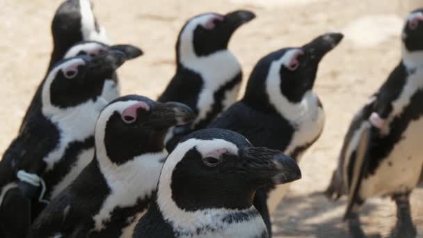 晴れた日に食べ物を探して待っている黒と白のペンギンの群れ夏の晴れた日に食べ物を探して夢を見ているいくつかの黒と白のペンギンの面白い景色 彼らは注意深く楽観的で面白いように見えます — ストック動画