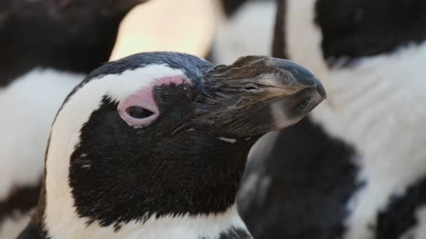 Pinguim Preto Branco Bonito Olhando Para Cima Sonhando Zoológico Dia — Vídeo de Stock