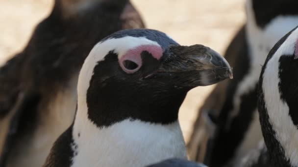 Pingüinos Blancos Negros Alegres Mirando Hacia Arriba Buscando Comida Día — Vídeos de Stock