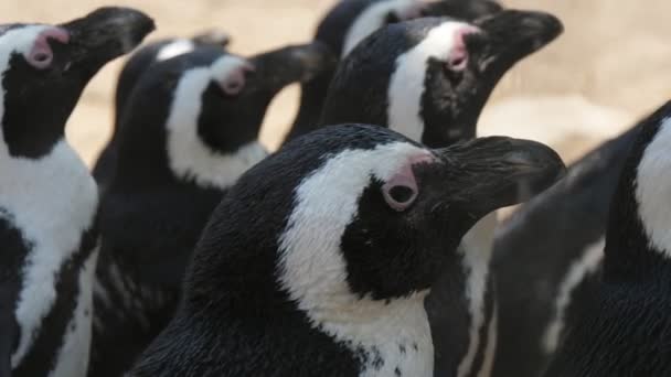 Cheery Black White Penguins Looking Waiting Food Summer Funny View — Stock Video