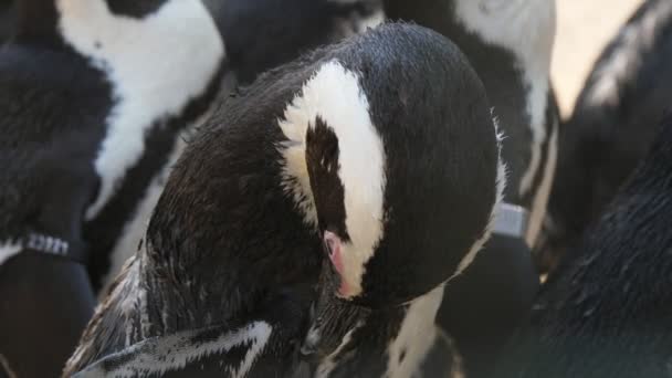 夏の動物園でくちばしで羽をこすり黒と白のペンギンを応援夏の晴れた日には羽を見てくちばしでそれをきれいに黒と白のペンギンの素晴らしい景色 リラックスして陽気に見えますが — ストック動画