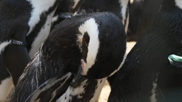 Rolig Svart Och Vit Pingvin Rengöra Sin Fjäder Med Sin — Stockvideo