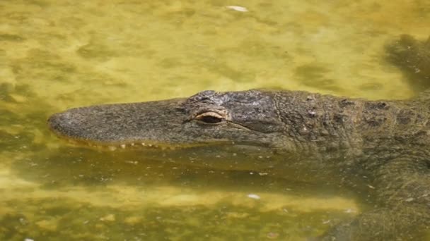 Зеленый Аллигатор Медленно Плавает Пятнистой Желтой Воде Зоопарке Летом Впечатляющий — стоковое видео
