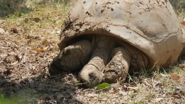 Uma Tartaruga Gigante Está Deitada Dormindo Gramado Enferrujado Dia Ensolarado — Vídeo de Stock