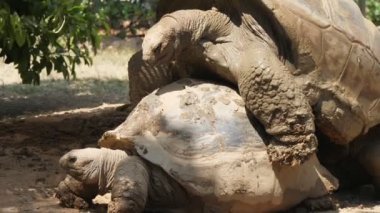 İki dev kahverengi kaplumbağalar yaz aylarında güneşli bir günde bir kamu hayvanat bahçesinde büyük ve ağır kabukları ile iki dev kaplumbağaların etkileyici görünümü bir kamu hayvanat bahçesinde yaz aylarında güneşli bir hayvanat bahçesinde paring vardır eşleştirme vardır. Neşeli, iyimser ve hayat dolu görünüyorlar.