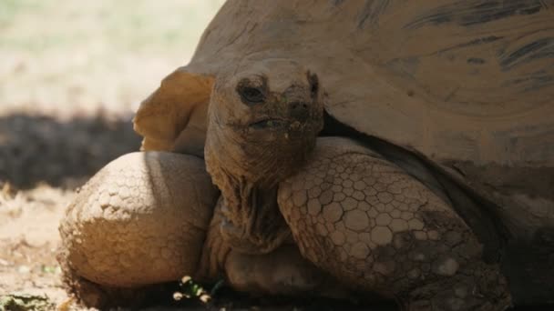 Jättestor Brun Sköldpadda Som Äter Och Kryper Ett Zoo Solig — Stockvideo