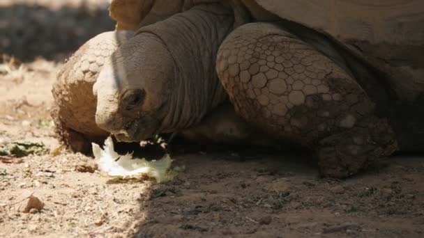 거북은 여름의 동물원에서 양배추를 먹는다 여름의 동물원에서 활발하게 양배추를 커다란 — 비디오