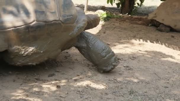 Erkek Dev Kaplumbağa Hayvanat Bahçesinde Romantik Niyetle Dişi Kaplumbağanın Yanına — Stok video