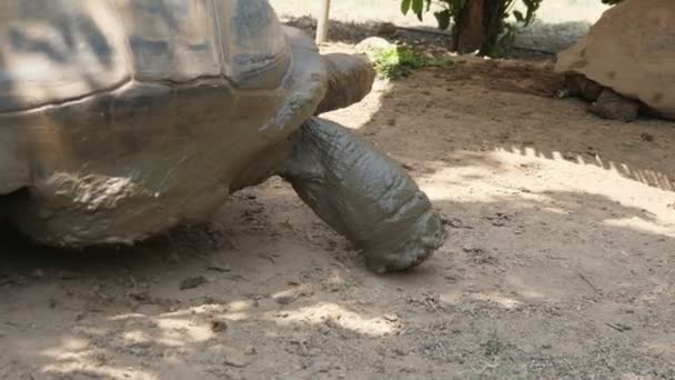 Male giant tortoise moving to a female turtle with romantic intentions in a zoo Impressive view of a male giant tortoise crawling to a female turtle with an obvious desire to pair with her on a sunny day in summer. It looks optimistic. — Stock Footage Male Giant Tortoise Moving Female Turtle Romantic Intentions Zoo Impressive Royalty Free Stock Video
