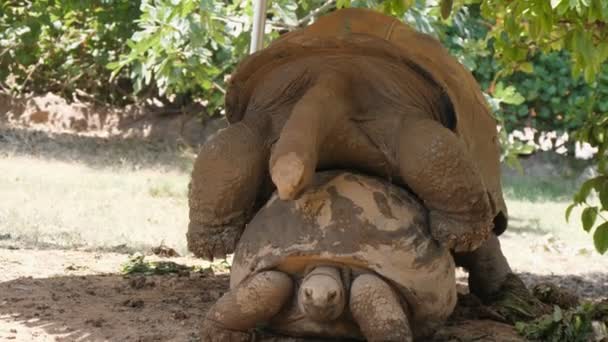 Bonito Emparejamiento Dos Tortugas Gigantes Que Yacen Territorio Marrón Soleado — Vídeos de Stock