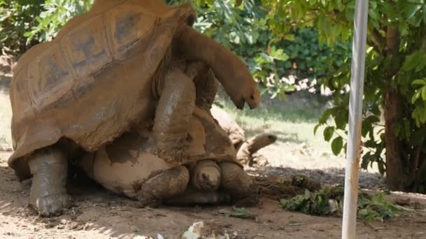 Jolly Emparejamiento Dos Tortugas Gigantes Que Yacen Una Zona Color — Vídeo de stock