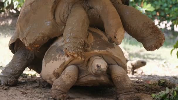 Vidám Párosítás Két Óriás Teknősök Feküdt Egy Napsütötte Barna Földön — Stock videók