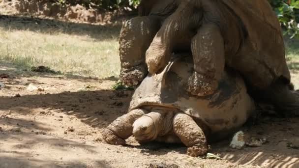 Grappige Koppeling Van Twee Reuzenschildpadden Liggend Een Zonnig Bruin Gazon — Stockvideo