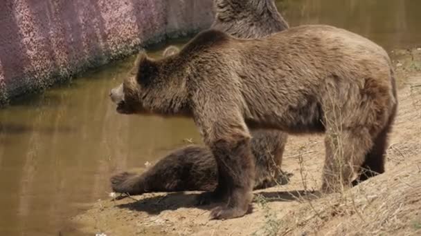 Два Бурых Медведя Сидят Перед Канавой Стеной Просят Туристов Еды — стоковое видео