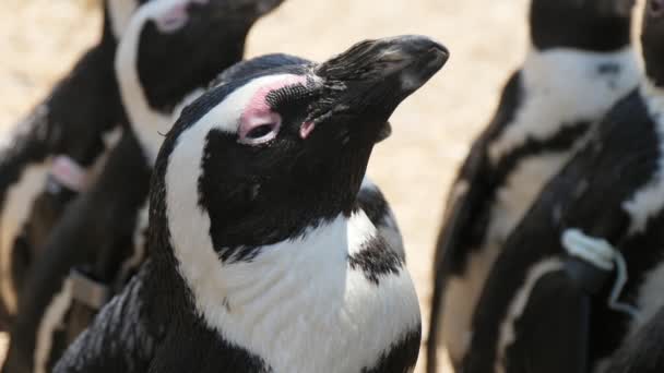 Pinguins Brancos Pretos Engraçados Que Olham Para Cima Apreciam Suas — Vídeo de Stock