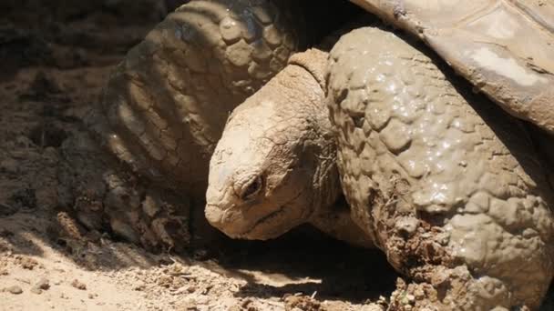 One giant turtle with a huge shell is sleeping on a sunny beach in summer Impressive view of a huge brown tortoise with a giant shell keeping its eyes half-closed, thinking about its heavy and long life on a sunny coast in summer. — Stock Footage One Giant Turtle Huge Shell Sleeping Sunny Beach Summer Impressive Royalty Free Stock Footage