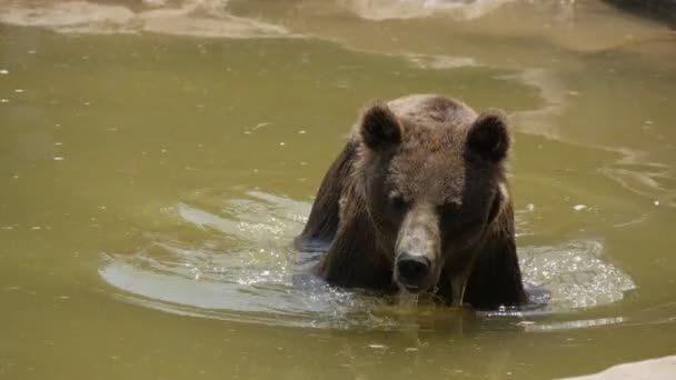 Grande Urso Marrom Está Nadando Uma Piscina Zoológico Dia Ensolarado — Vídeo de Stock